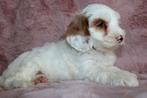 Australian labradoodle MINI stamboom pups, Overige rassen, 8 tot 15 weken, CDV (hondenziekte), Meerdere