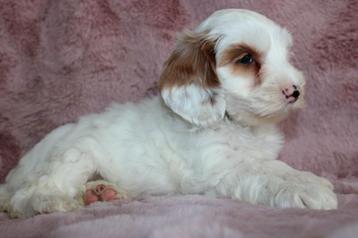 Australian labradoodle MINI stamboom pups  beschikbaar voor biedingen