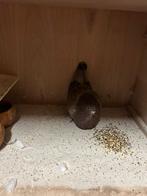 Kras oliebonteduif canaria, Dieren en Toebehoren, Vogels | Overige Vogels