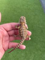 Jonge baardagaam, Dieren en Toebehoren, Hagedis, 0 tot 2 jaar