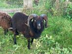 Mooie stoere zwarte Ouessant ram te koop, Dieren en Toebehoren, Mannelijk, Schaap, 0 tot 2 jaar
