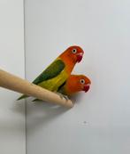 Bewezen koppel agapornis fisheri euwing opaline, Dieren en Toebehoren, Vogels | Parkieten en Papegaaien, Meerdere dieren, Dwergpapegaai of Agapornis