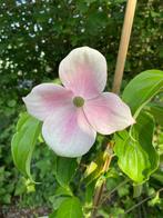 Mooie Bloemkornoelje / Cornus Norman Hadden, Vaste plant, Halfschaduw, Lente, Ophalen