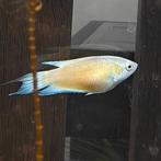 Macropodus opercularis, Dieren en Toebehoren, Vis