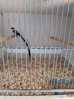 Dominicaanse wida man, Dieren en Toebehoren, Mannelijk