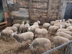 Zuivere Flevolander stamboekooitjes, Dieren en Toebehoren, Schapen, Geiten en Varkens, Meerdere dieren, Schaap