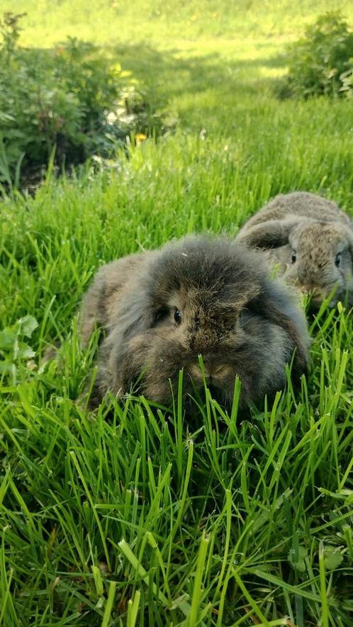 Jonge dwerg konijnen hangoor nog 2 beschikbaar!!, Dieren en Toebehoren, Konijnen, Dwerg, Meerdere dieren, 0 tot 2 jaar, Hangoor