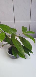 Dracaena surculosa, een heel verrassend plantje!, Ophalen, Overige soorten, Minder dan 100 cm