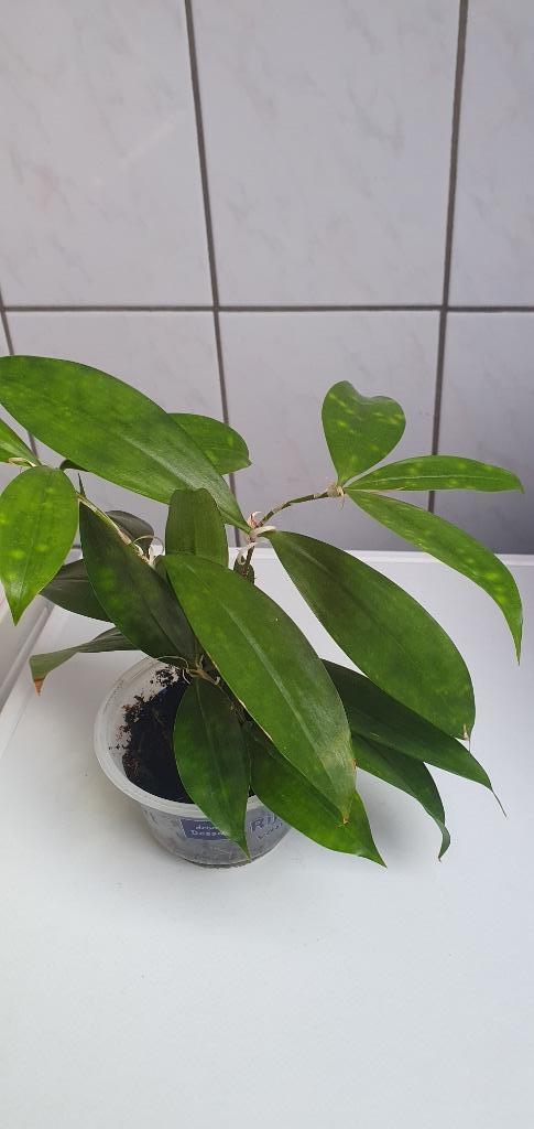 Dracaena surculosa, een heel verrassend plantje!, Huis en Inrichting, Kamerplanten, Overige soorten, Minder dan 100 cm, Ophalen