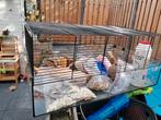 Knaagdier/ hamster kooi, Dieren en Toebehoren, Knaagdieren en Konijnen | Hokken en Kooien, Kooi, Minder dan 75 cm, Zo goed als nieuw