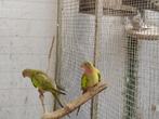 princesofwales, Meerdere dieren, Parkiet