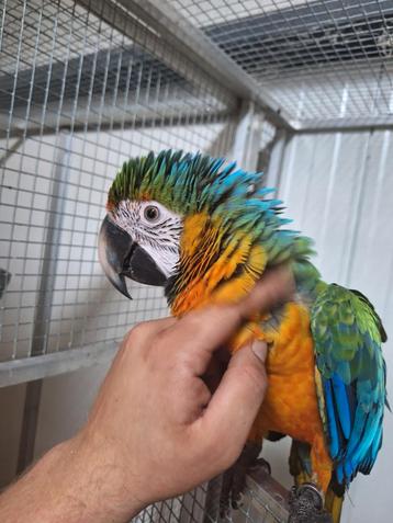 Tamme catalina ara.  beschikbaar voor biedingen