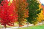 !!Liquidambar bomen!! GOEDKOOP!! Amberboom, Tuin en Terras, Ophalen of Verzenden, Lente, Volle zon, Zuilboom