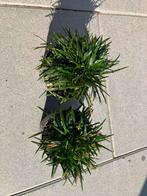 Siergras ophiopogon japonicus “minor”, Tuin en Terras, Planten | Tuinplanten, Ophalen, Siergrassen, Volle zon