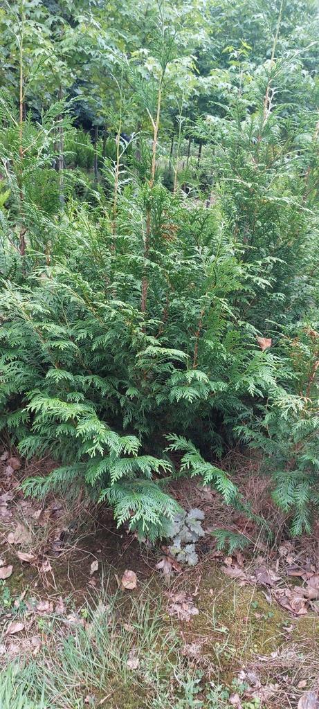 Thuja 'Brabant' kwekerij-opruiming, Tuin en Terras, Planten | Struiken en Hagen, Conifeer, Ophalen of Verzenden