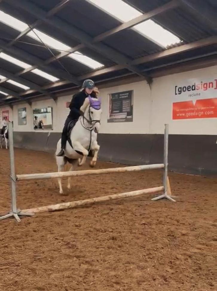 Bijrijd paardje gezocht, Dieren en Toebehoren, Paarden en Pony's | Verzorgingsproducten, Zo goed als nieuw, Ophalen of Verzenden