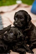 labradoodle, Rabiës (hondsdolheid), Overige rassen, 8 tot 15 weken, Meerdere
