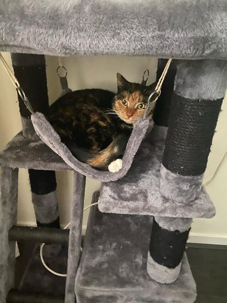 Schildpad poes 4 jaar oud (gesteriliseerd en chip), Dieren en Toebehoren, Katten en Kittens | Overige Katten, Kortharig, Poes