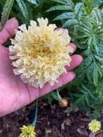 REUZENBLOEMIGE WITTE AFRIKAAN  Snowdrift' / 'Snowstorm, Ophalen of Verzenden, Voorjaar, Volle zon, Zaad