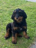 Appendoodle pups doodle, Dieren en Toebehoren, Honden | Retrievers, Spaniëls en Waterhonden, Overige rassen, CDV (hondenziekte)