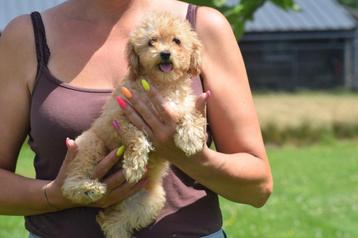 Poedel pups mooie keuze abricoos en choco bruin beschikbaar voor biedingen