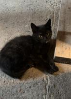 2 lieve en speelse schildpad kittens, Dieren en Toebehoren, Katten en Kittens | Overige Katten, Meerdere dieren, Kortharig, 0 tot 2 jaar