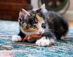 Kitten gevraagd, Dieren en Toebehoren, Katten en Kittens | Overige Katten, Geslacht onbekend, Kortharig