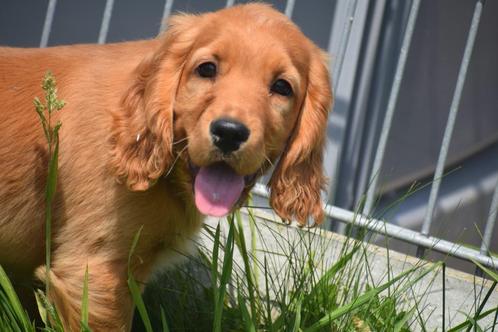 Engelse cocker spaniel pups, Dieren en Toebehoren, Honden | Retrievers, Spaniëls en Waterhonden, Meerdere dieren, Spaniël, Fokker | Professioneel