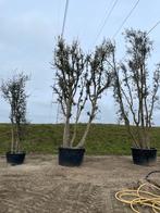 Quercus suber 500/600cm, Tuin en Terras, Overige soorten, Lente, 400 cm of meer, Ophalen
