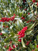 Hulst , kersttakken te koop, Ophalen of Verzenden, Siergrassen, Halfschaduw