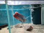 Flowerhorn Red Pearl Cichlide, Vis, Zoetwatervis