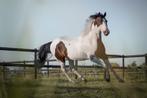 Lieve 8 jarige ruin, Dieren en Toebehoren, Paarden, Minder dan 160 cm, Ruin, Dressuurpaard, L