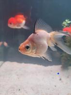 Ryukin sluierstaart ♂️, Dieren en Toebehoren, Vissen | Aquariumvissen, Vis, Zoetwatervis, Schoolvis