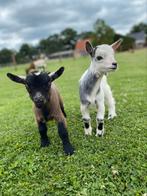 Twee tamme dwerggeit bokjes, Dieren en Toebehoren, Schapen, Geiten en Varkens, Mannelijk, Geit, 0 tot 2 jaar