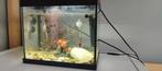 Leuk aquarium met alles erop en eraan – voor het goede doel!, Ophalen, Zo goed als nieuw, Gevuld zoetwateraquarium