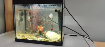 Leuk aquarium met alles erop en eraan – voor het goede doel! beschikbaar voor biedingen