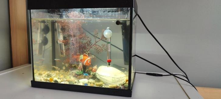Leuk aquarium met alles erop en eraan – voor het goede doel!, Dieren en Toebehoren, Vissen | Aquaria en Toebehoren, Zo goed als nieuw