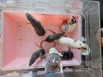 Tamme ratten, dames, Dieren en Toebehoren, Knaagdieren, Rat, Vrouwelijk, Tam, Oktober