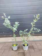 Eucalyptus Gunnii - Eucalyptusplant / Gomboom H: 68 - 72 cm., Tuin en Terras, Planten | Tuinplanten, Volle zon, Vaste plant, Bloeit niet
