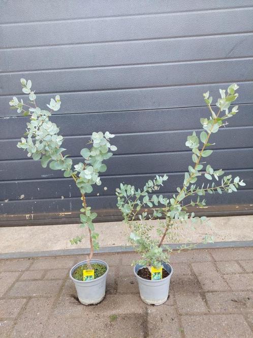 Eucalyptus Gunnii - Eucalyptusplant / Gomboom H: 68 - 72 cm., Tuin en Terras, Planten | Tuinplanten, Vaste plant, Overige soorten