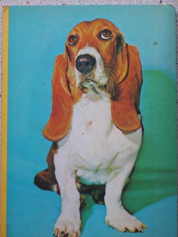 Hond een leuk plaatjesboek. beschikbaar voor biedingen