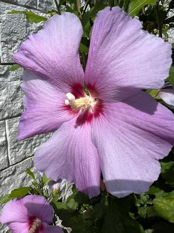 Hibiscus vaste plant met mega mooie bloemen ✅verzenden kan beschikbaar voor biedingen