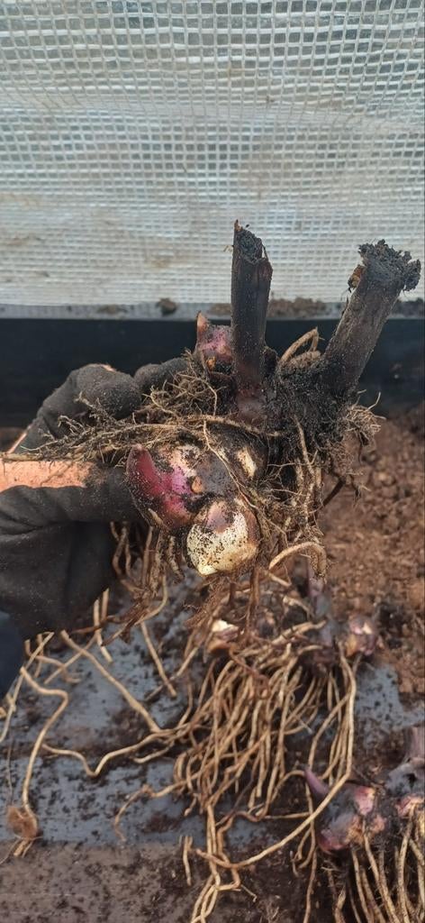 Canna wolfsong knollen, Tuin en Terras, Planten | Tuinplanten, Ophalen, Overige soorten, Volle zon