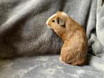 Cavia beertje gladhaar 8 weken oud (31 mei '25), Dieren en Toebehoren, Knaagdieren, Mei, Mannelijk, Cavia