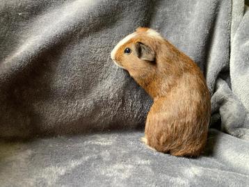 Cavia beertje gladhaar 8 weken oud (31 mei '25) beschikbaar voor biedingen