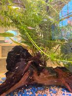 Guppies, Dieren en Toebehoren, Vissen | Aquariumvissen, Vis