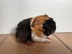 Twee peruvian cavia beertjes, Cavia, Mannelijk, Tam, Oktober