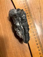 Zeelelie fossiel uit het Midden-Devoon, Eifel, Ophalen of Verzenden, Fossiel