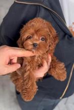 Exclusieve Maltipoo F2 pup Micro (Maltezer/Toy Poedel), Dieren en Toebehoren, Honden | Chihuahua's en Gezelschapshonden, Particulier