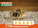 Barnevelder kriel kuiken | Gesekst | Passend advies